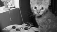 Cats Animals monochrome xbox