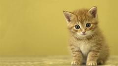 Cats Animals orange Kittens