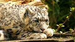 Cats Animals outdoors Leopards