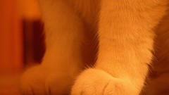 Cats Animals paws