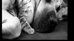 Cats Animals Quotes Dogs