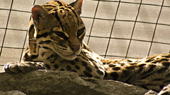 Cats Animals rocks Spotted