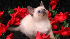 Cats Animals roses red