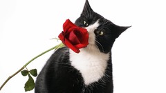 Cats Animals roses red