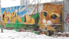 Cats Animals Russia street