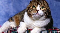 Cats Animals Scottish Fold