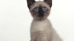 Cats Animals siamese