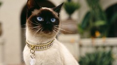 Cats Animals siamese