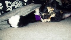 Cats Animals sleeping blanket