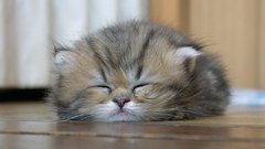 Cats Animals sleeping Kittens