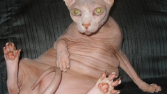 Cats Animals sphynx