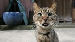 Cats Animals sweets (candies)