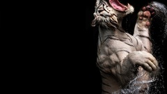 Cats Animals Tigers white