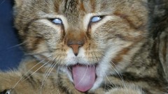 Cats Animals tongue