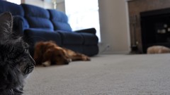 Cats Animals transeunt