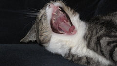 Cats Animals yawns
