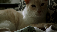 Cats anything gogogo animal