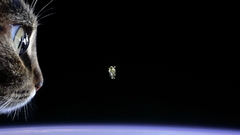 Cats astronauts
