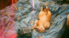 Cats beds Cameras vintage cameras