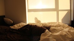 Cats beds shadows shadowcat