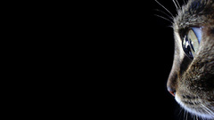 Cats black background