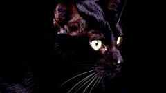 Cats Black Cat