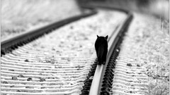 Cats Black Cat railroad