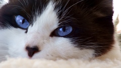 Cats blue eyes Animals