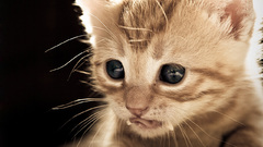 Cats blue eyes tongue