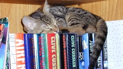 Cats Books