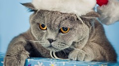 Cats British Shorthair