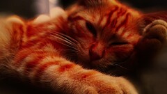 cats British Shorthair Animals Mammals