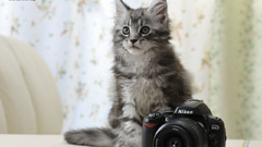 Cats Cameras Nikon dslr