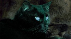Cats Cat eye