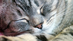 Cats closed eyes