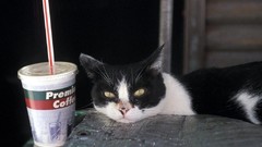 Cats coffee coffee cups