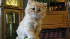 Cats couch dramatic look