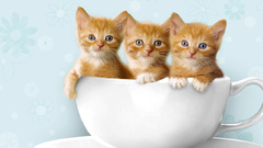 Cats cups Kittens three