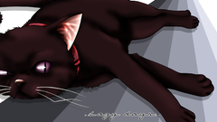 Cats darker than black