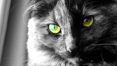 cats eyes selective coloring Animals Mammals animal eyes
