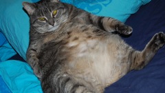 Cats fat chubby