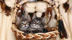 Cats feathers Kittens baskets