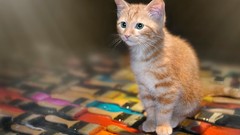 Cats feline artwork Kittens