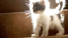 Cats fluffy feline Kittens