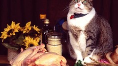 Cats food meat fish