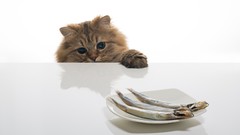 Cats food Tables ben torode