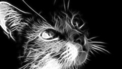 Cats Fractalius
