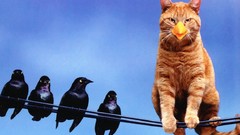 Cats funny Crown Royal