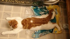 Cats funny Funny animals laying down