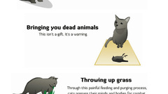 Cats funny info warning